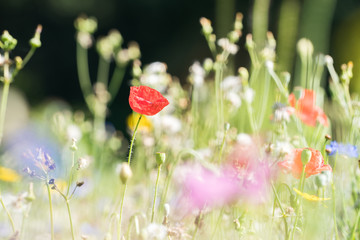 field of flowers