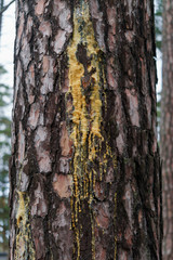 Obraz premium A live drops of resin flows down the bark of a pine tree trunk.