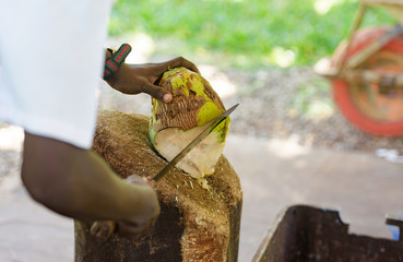 African man cutting a ripe coconut with big knife