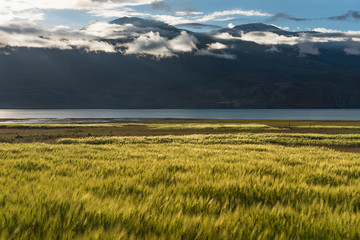 Barley rice field near Tsomoriri lake in summer season, Leh Ladakh, north India