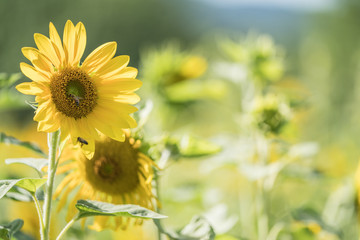 sunflower on background of blue sky
