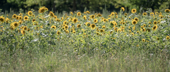 sunflower on background of blue sky