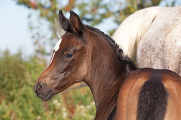 Portrait of nice Arabian foal