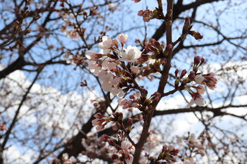 咲き始めの桜の花　ソメイヨシノ