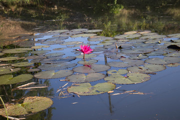 water lily in pond