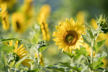 bee on sunflower
