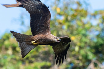 Black Kite and Brahminy Kite