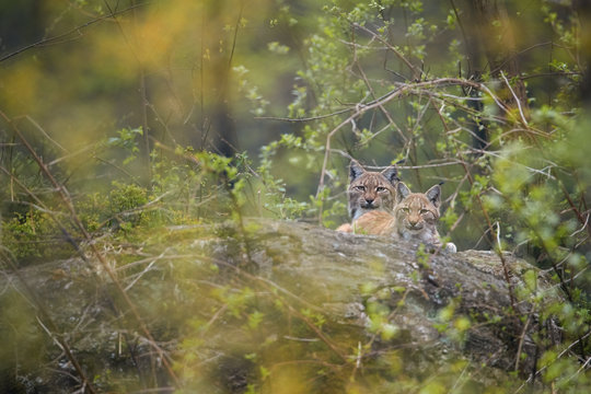Pair of Eurasian lynx,  male and female lying together on  the rock  in spring forest, staring at camera. Authentic behaviour, protected animal. Europe, mountains biotope.