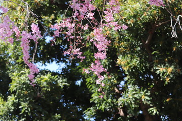 河津桜と緑の背景