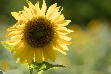 sunflower on background of blue sky