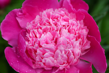 Beautiful pink peony Flowers with green Background in an english Cottage garden.