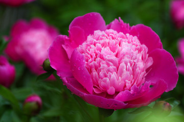 Beautiful pink peony Flowers with green Background in an english Cottage garden.