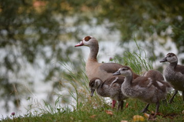 Nilgans mit ihren Küken am Rheinufer in Bad Säckingen