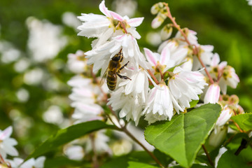 Bee collects pollen on white flower