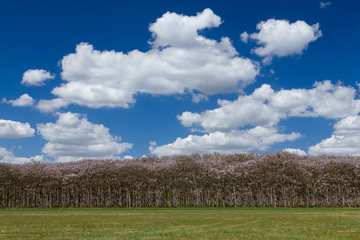 green field and blue sky with clouds