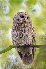 An Owl in natural environment.