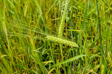 agricultural background, wheat field background