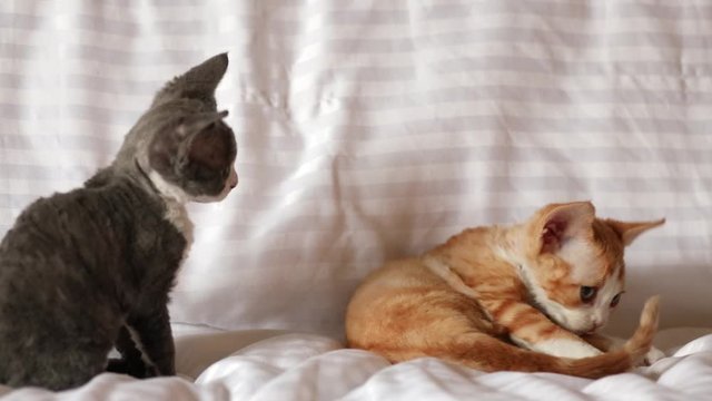Funny Curious Young Red Ginger And Gray Devon Rex Kitten Playing Together At Home Sofa. Short-haired Cat Of English Breed