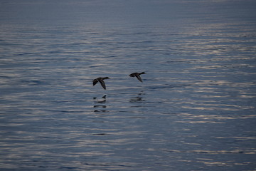 Im Flug erwischt - Stockenten über dem Bodensee in Friedrichshafen.