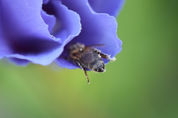 Bienchen auf blauem Hibiskus mit grünem Hintergrund © Marlise Gaudig