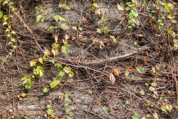 Natural green leaf and vine on concrete wall