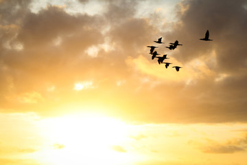 Birds flying towards a rising sun