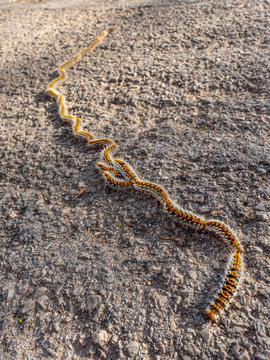 Pine processionary moth in procession on gravel.