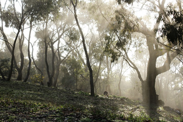 Kangaroo's in the bush Canberra ACT Australia