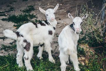 Gray goat with horns.white goat on the farm.Domestic goats in the pasture