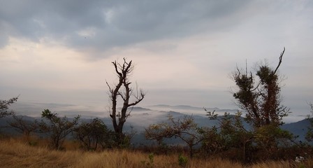 Fototapeta na wymiar Dry tree from a view above 5000 feet above sea level