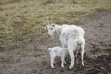 Obraz premium White goat with a kid