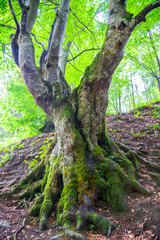 Beautiful forest in summer, Carpathian mountains