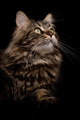 Fototapeta premium Cat Maine Coon brown blotched tabby