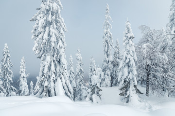 Snow-covered winter forest after a night snowstorm. Concept of weather and climate change