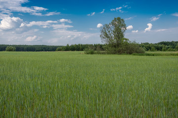 A typical panorama of the North Poland countryside with a clump of trees in the field of wheat - obrazy, fototapety, plakaty