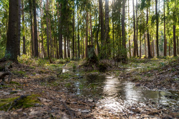 Lakes are freed from ice and flooded areas in early spring in the parks of St. Petersburg.