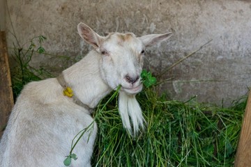 Goat eating grass in her goat's house. Slovakia