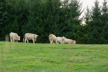 Cows feeding on the grass on the pasture or meadow. Czech Republic
