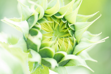 green background