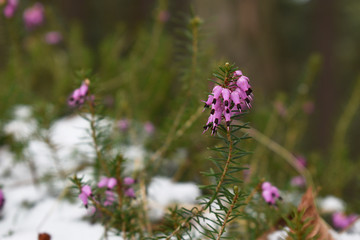 Schneeheide im frisch gefallenen Schnee, Erica carnea