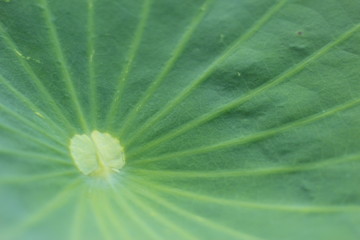 green leaf with water drops