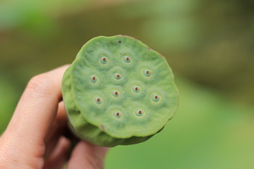 green fruit of lotus seeds  in hand