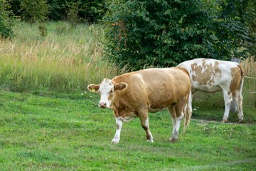 Fototapeta na wymiar Cows feeding on the grass on the pasture or meadow. Czech Republic