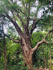 Beautiful huge tree in the Jungle of Koh Phangan Thailand - Landscape Photography