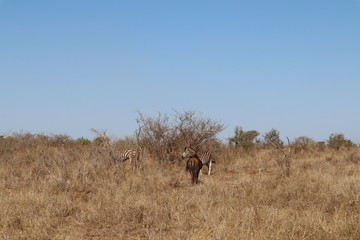 Naklejka na ściany i meble elephant in south africa
