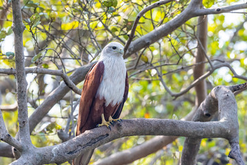 Black Kite and Brahminy Kite