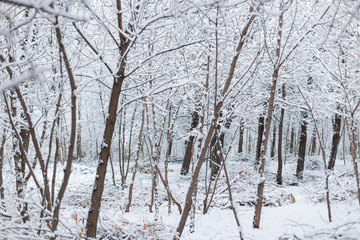 lots of snow on the tree