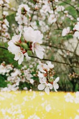 flowers in spring