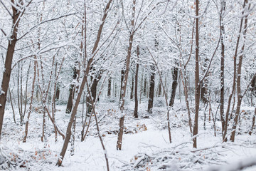lots of snow on the tree