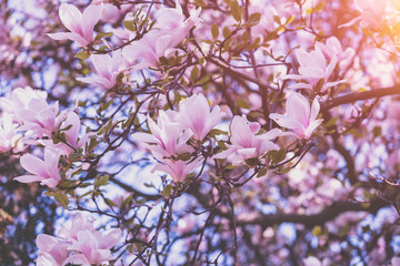 Blossoming magnolia flowers. Springtime. Nature floral background